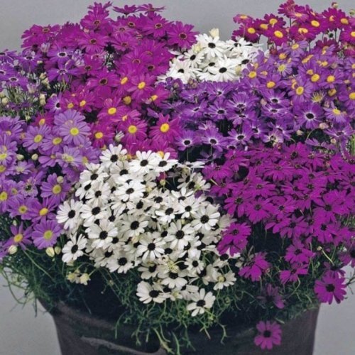 Karışık Renkli Splendour Brachycome Çiçeği Tohumu