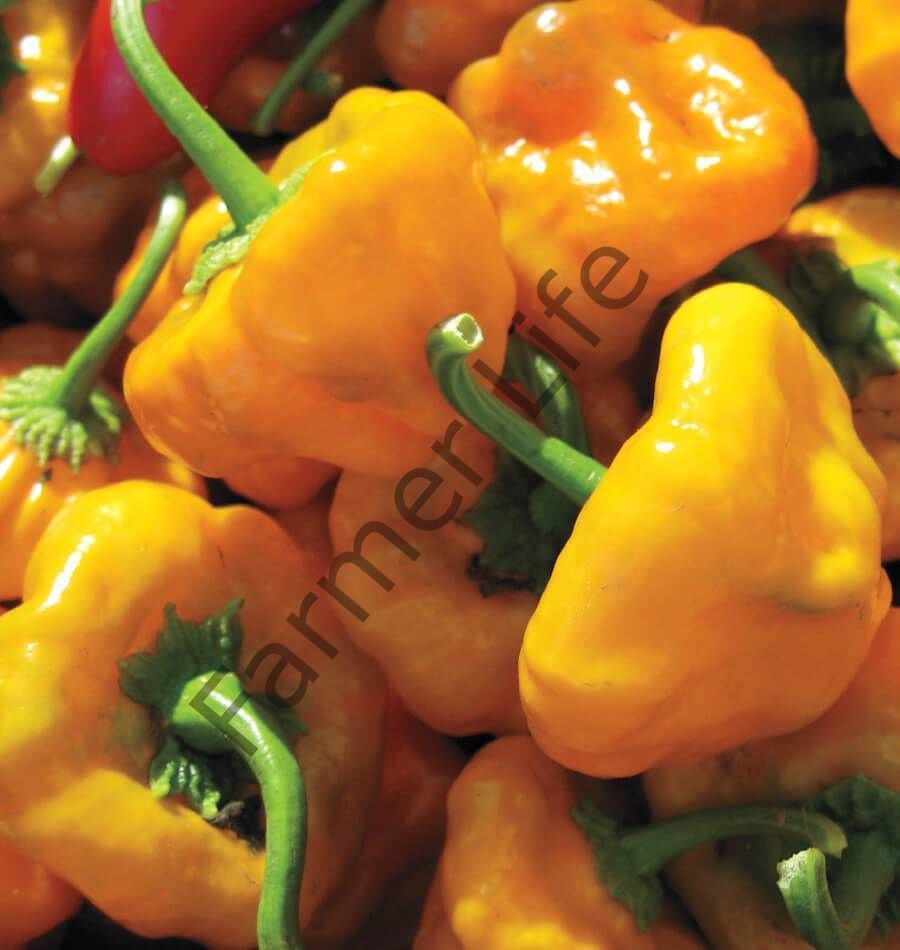 Sarı Scotch Bonnet Biber Fidesi 6 Adet