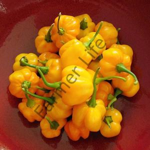Sarı Scotch Bonnet Biber Fidesi 6 Adet