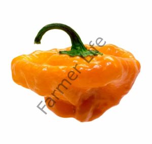 Sarı Scotch Bonnet Biber Fidesi 6 Adet