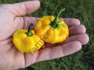 Sarı Scotch Bonnet Biber Fidesi 6 Adet