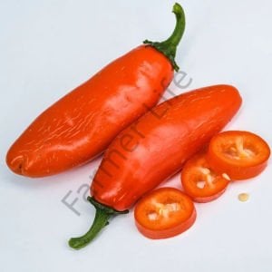 Turuncu Jalapeno Biber Tohumu (10 Tohum)