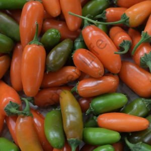 Turuncu Jalapeno Biber Tohumu (10 Tohum)