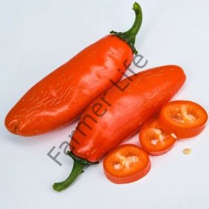 Turuncu Jalapeno Biber Fidesi 6 Adet