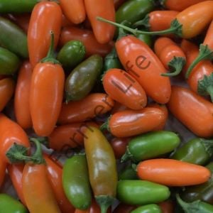 Turuncu Jalapeno Biber Fidesi 6 Adet