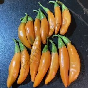 Turuncu Balık Biberi Tohumu (10 Tohum)