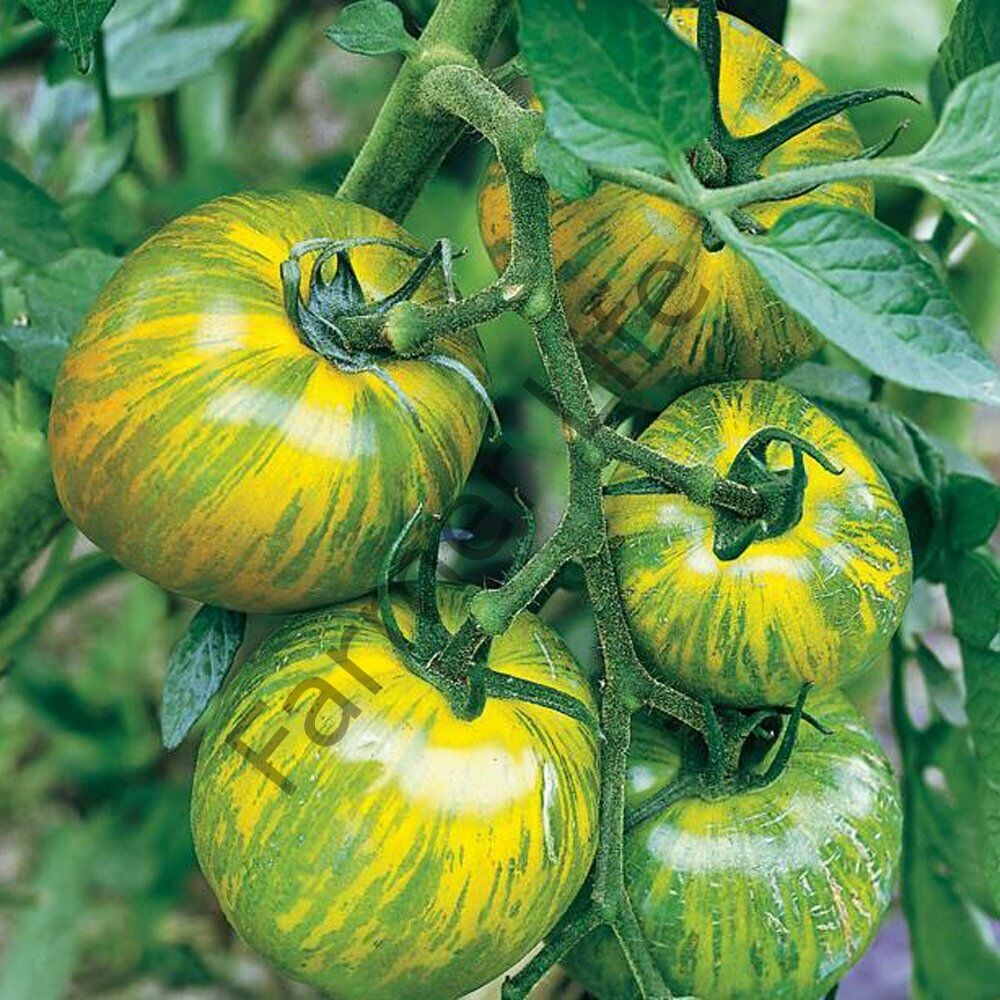 Sarı Yeşil Zebra Domates Tohumu (10 Tohum)