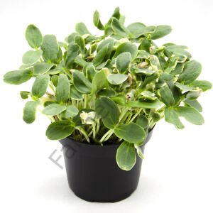 Microgreen Yeşillik Kavun Tohumu 10 Gr