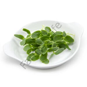Microgreen Yeşillik Kavun Tohumu 10 Gr