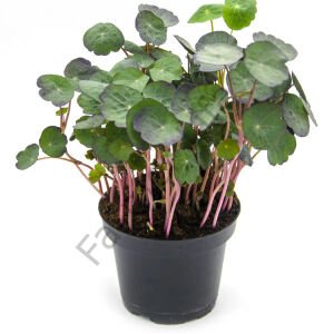 Microgreen Yeşillik Latin Çiçeği Tohumu 2 gr