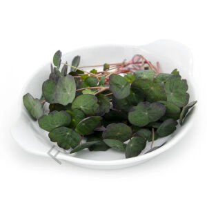 Microgreen Yeşillik Latin Çiçeği Tohumu 2 gr