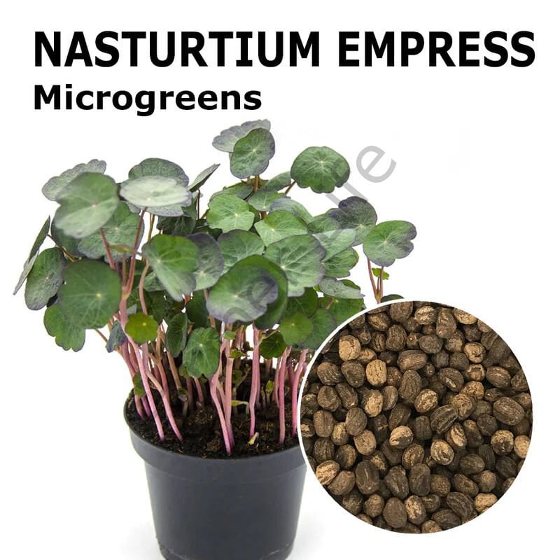 Microgreen Yeşillik Latin Çiçeği Tohumu 2 gr