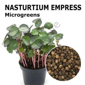 Microgreen Yeşillik Latin Çiçeği Tohumu 2 gr