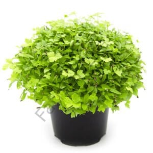 Microgreen Yeşillik Maydanoz Tohumu 50 Gr