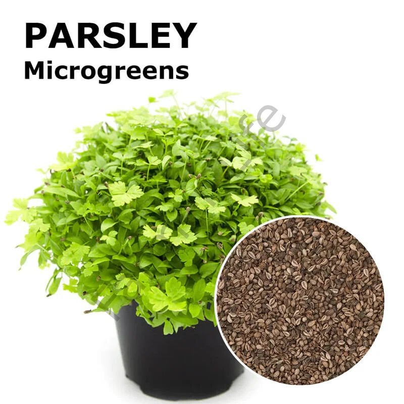 Microgreen Yeşillik Maydanoz Tohumu 50 Gr