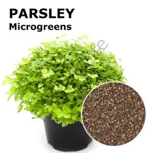 Microgreen Yeşillik Maydanoz Tohumu 50 Gr