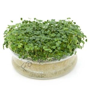 MicroGreen Yeşillik Chia Tohumu 50 gr