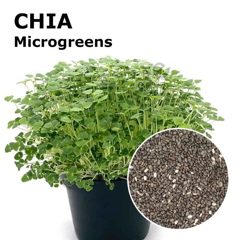 MicroGreen Yeşillik Chia Tohumu 50 gr