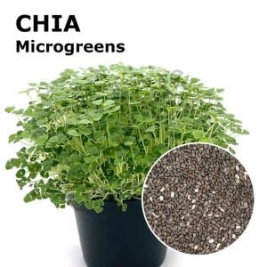 MicroGreen Yeşillik Chia Tohumu 50 gr