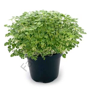 MicroGreen Yeşillik Chia Tohumu 50 gr