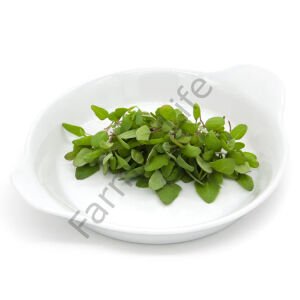 Microgreen Yeşillik Kinoa Tohumu 50 gr