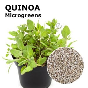 Microgreen Yeşillik Kinoa Tohumu 50 gr