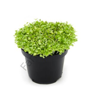 Microgreen Yeşillik Hindiba Tohumu 5 gr