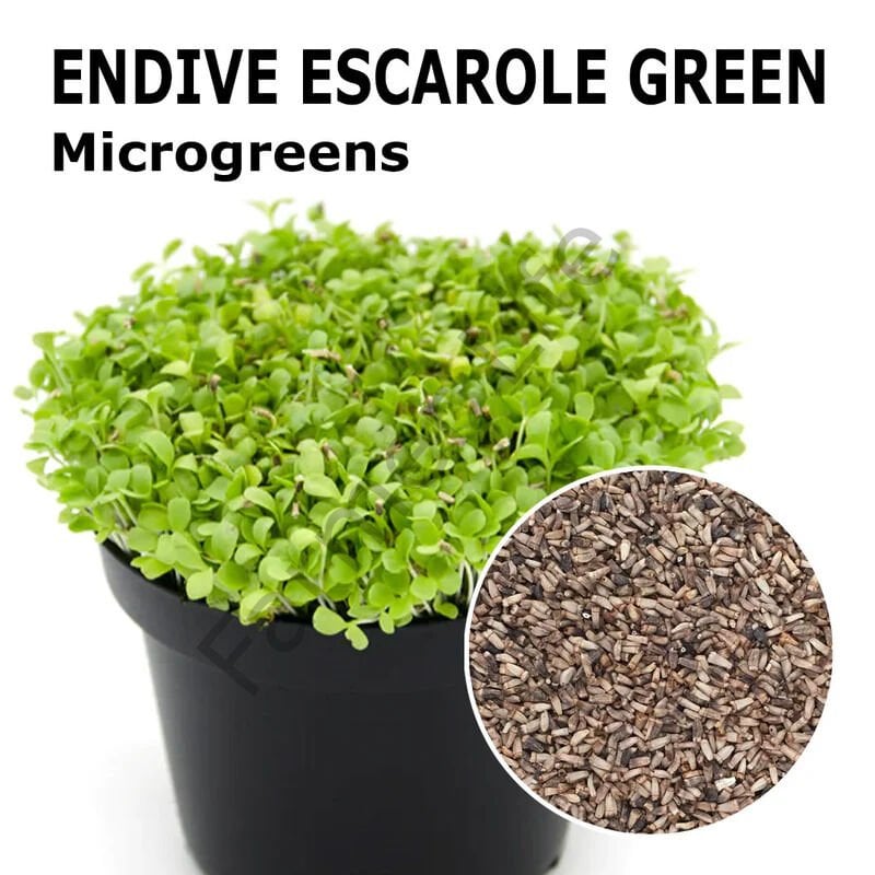 Microgreen Yeşillik Hindiba Tohumu 5 gr