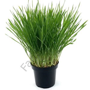 Microgreen Yeşillik Buğday Tohumu 100 gr