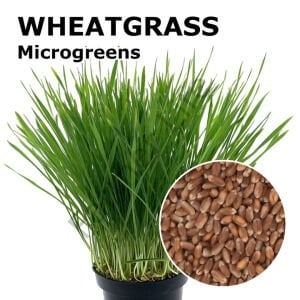 Microgreen Yeşillik Buğday Tohumu 100 gr