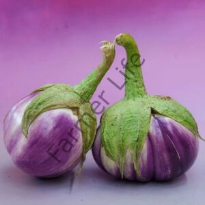 Rosa Bianca Patlıcan Fidesi 6 Adet