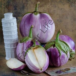 Rosa Bianca Patlıcan Fidesi 6 Adet