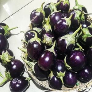 Mini Siyah Patlıcan Fidesi 6 Adet
