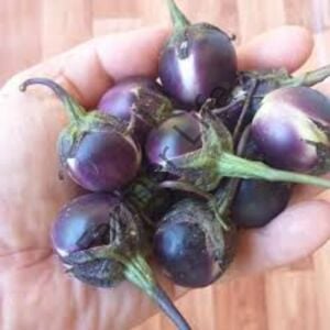 Mini Siyah Patlıcan Fidesi 6 Adet