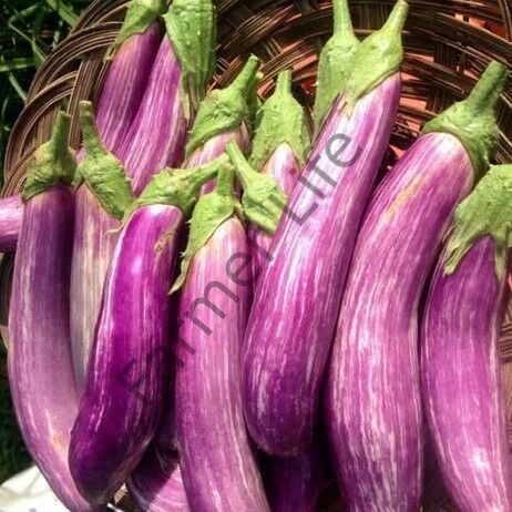 Manisa Alaca Patlıcan Fidesi 6 Adet