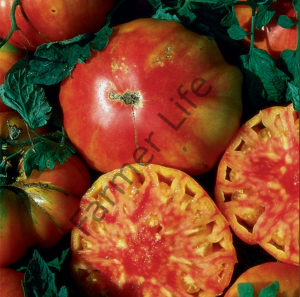 Flame Hillbilly Domates Fidesi 6 Adet