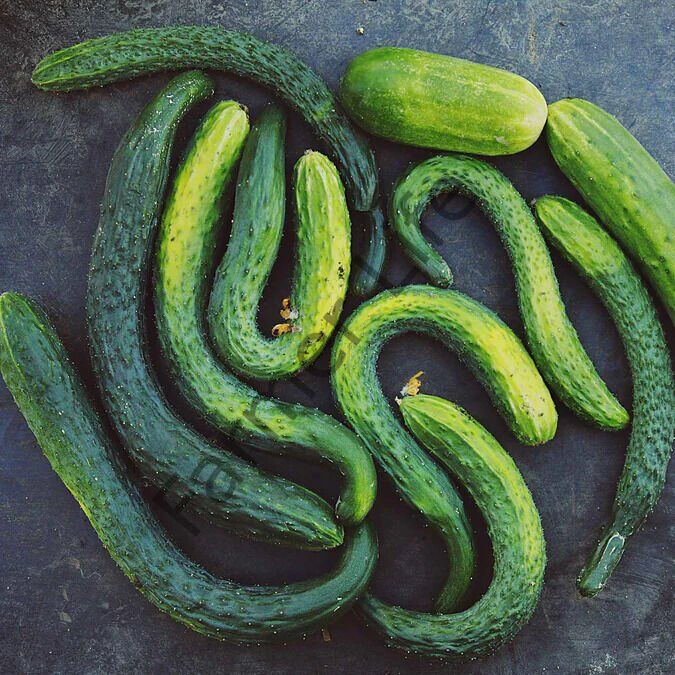 Suyo Long Salatalık (Hıyar) Fidesi 6 Adet