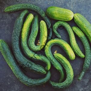 Suyo Long Salatalık (Hıyar) Fidesi 6 Adet