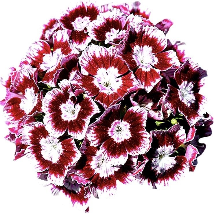 Karanfil (Dianthus Barbatus) Çiçeği Tohumu