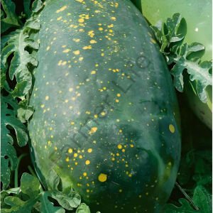 Moon & Stars Karpuz Tohumu (5 Tohum)