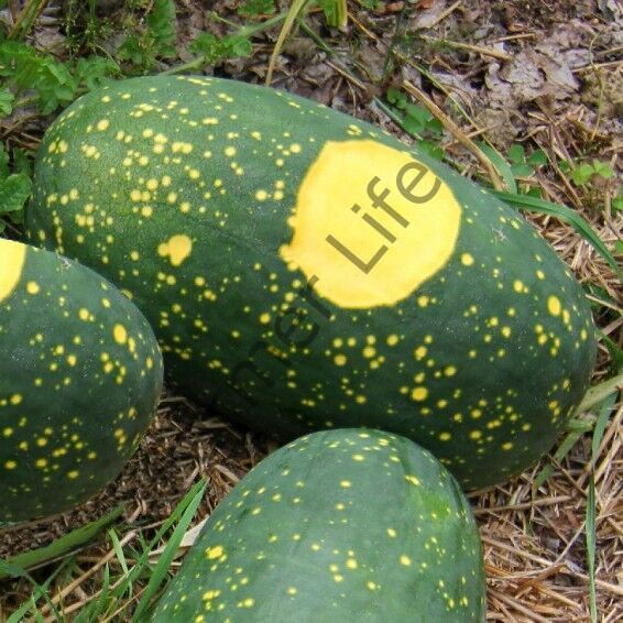 Moon & Stars Karpuz Fidesi 6 Adet