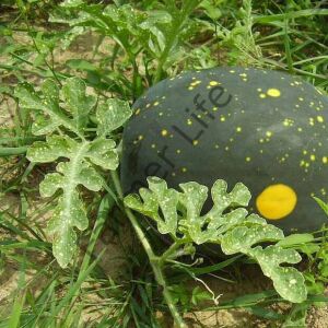 Moon & Stars Karpuz Fidesi 6 Adet