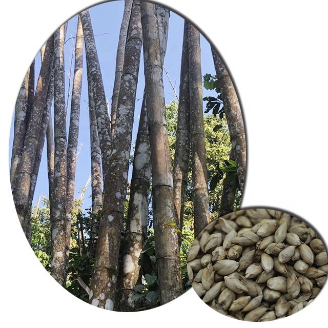 5 Adet 5 Çeşit Lucky Bambu Tohumu