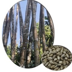 5 Adet 5 Çeşit Lucky Bambu Tohumu