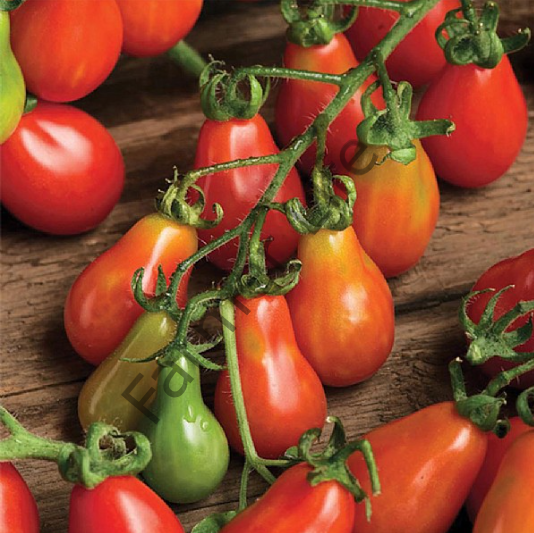 Kırmızı Ampul Domates Fidesi 6 Adet