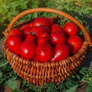 Kırmızı Ampul Domates Fidesi 6 Adet