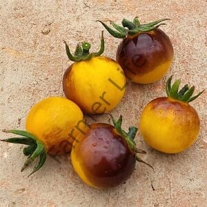 Antho Weib Domates Fidesi 6 Adet