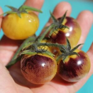 Antho Weib Domates Fidesi 6 Adet