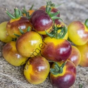 Antho Weib Domates Fidesi 6 Adet