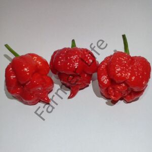 Trinidad Moruga Scorpion Biber Fidesi 6 Adet